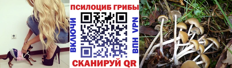 даркнет сайт  Радужный  Галлюциногенные грибы Magic Shrooms 